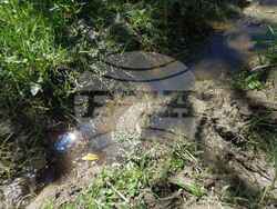 Обявена е нова защитена местност „Находища на алпийски тритон в Руй планина“