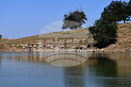 Село Старо селище - домашни животни