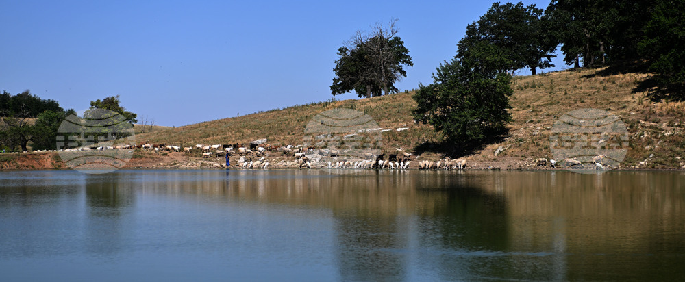 Село Старо селище - домашни животни