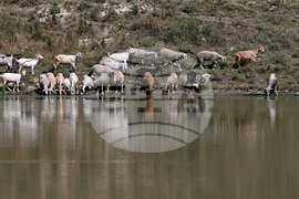 Село Старо селище - домашни животни