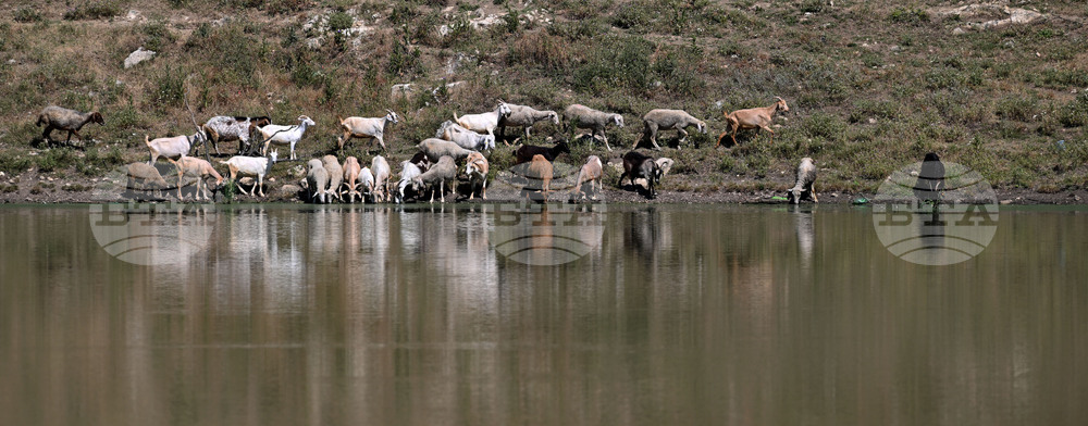 Село Старо селище - домашни животни