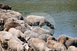 Село Старо селище - домашни животни