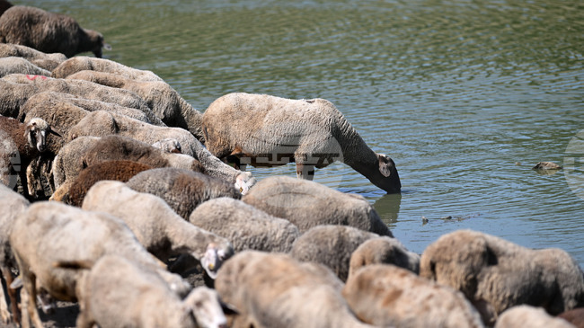 Европейската комисия наложи ограничения върху цялата територия на Кипър заради разпространението на шапа по домашните животни
