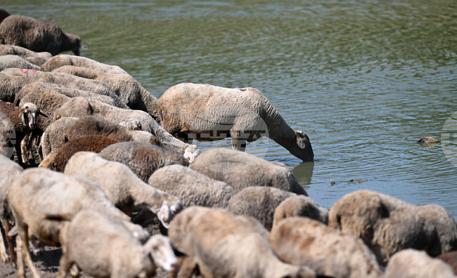 Заместник-председателят на разтърсената от корупционен скандал гръцка агенция за земеделски субсидии подаде оставка