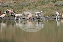 Село Старо селище - домашни животни