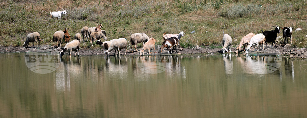 Село Старо селище - домашни животни