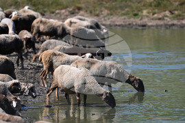 Село Старо селище - домашни животни