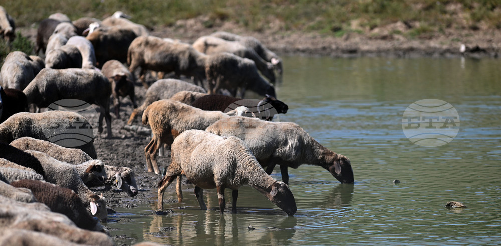 Turkiye Closes Animal Markets Nationwide due to Foot-and-mouth Disease Spread