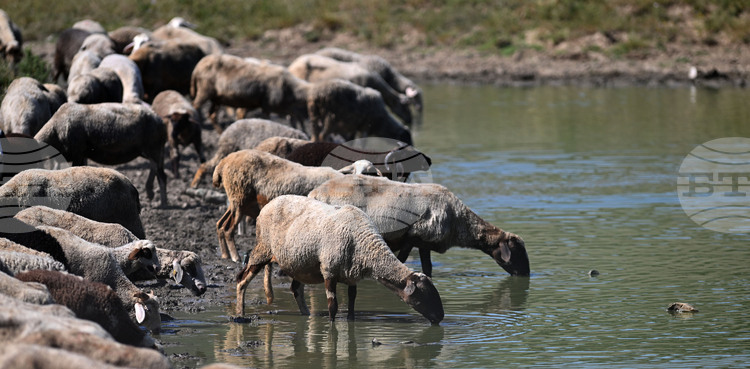 Turkiye Closes Animal Markets Nationwide due to Foot-and-mouth Disease Spread