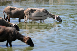 Село Старо селище - домашни животни