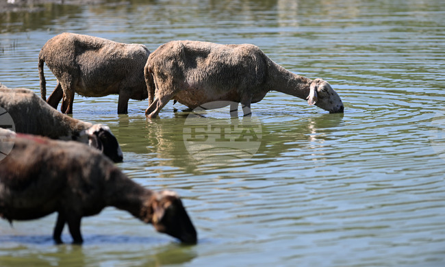 Забранен е вносът на овце и кози у нас от Румъния до 30 септември, а от Гърция - до 31 юли, съобщиха за БТА от БАБХ