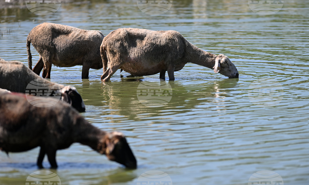 Село Старо селище - домашни животни