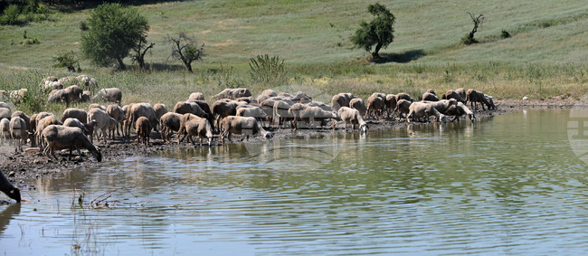 Областната дирекция по безопасност на храните в Пловдив обяви две обществени поръчки, с които да се ограничи шарката по дребните преживни животни