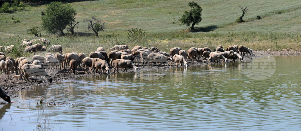 Село Старо селище - домашни животни
