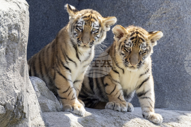 Две амурски тигърчета се родиха в сафари парк във Великобритания