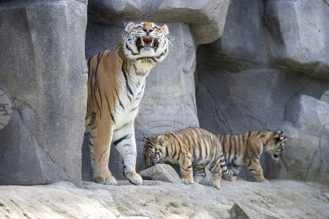 Зоопарк в Германия бе принуден да евтаназира три новородени амурски тигърчета
