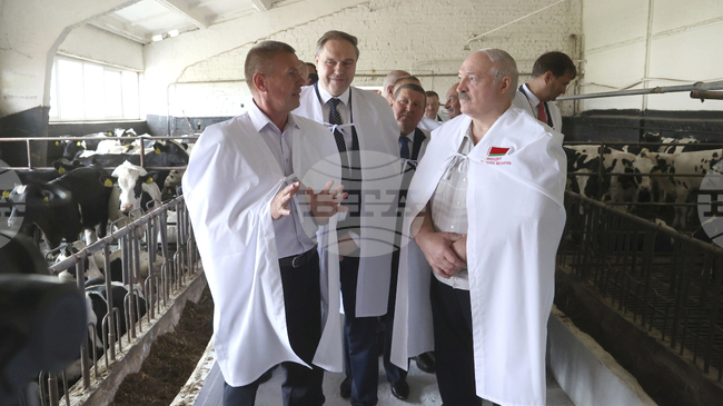 Александър Лукашено разкритикува чиновници за бездушното им отношение към телета, отглеждани в държавен животновъден комплекс 