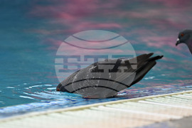 Разград - гълъби - горещ ден