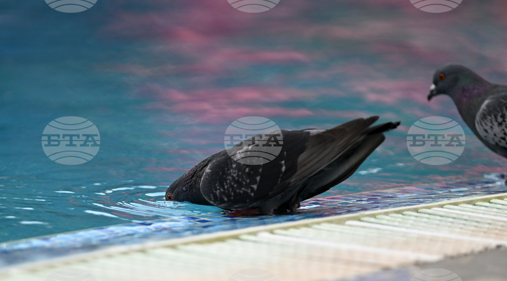 Разград - гълъби - горещ ден