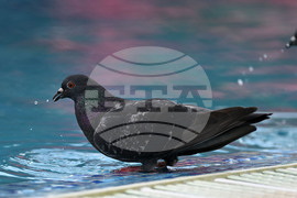 Разград - гълъби - горещ ден