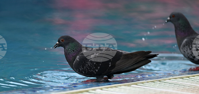 Разград - гълъби - горещ ден