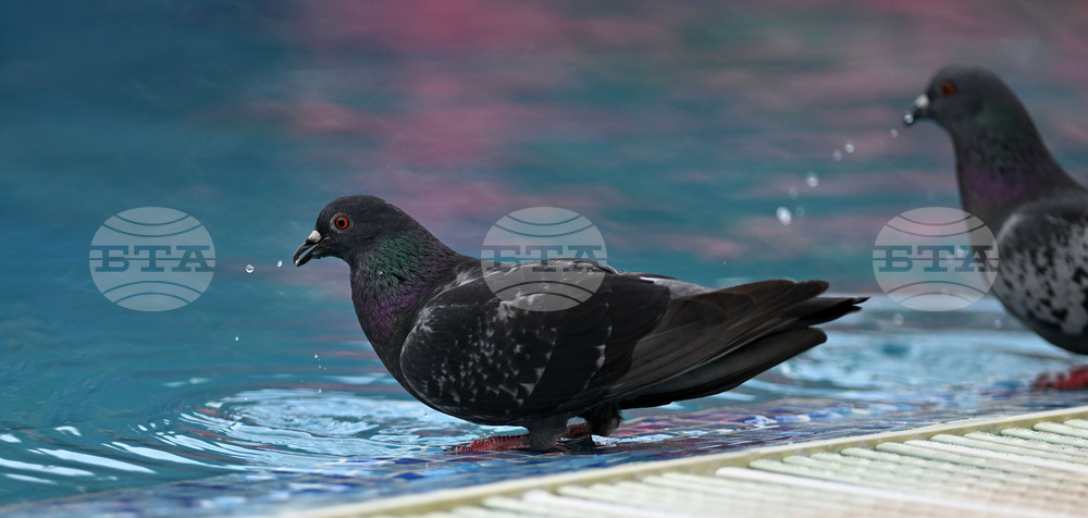 Разград - гълъби - горещ ден