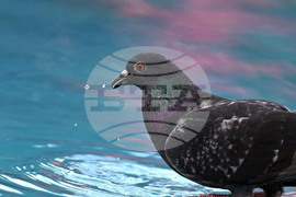 Разград - гълъби - горещ ден