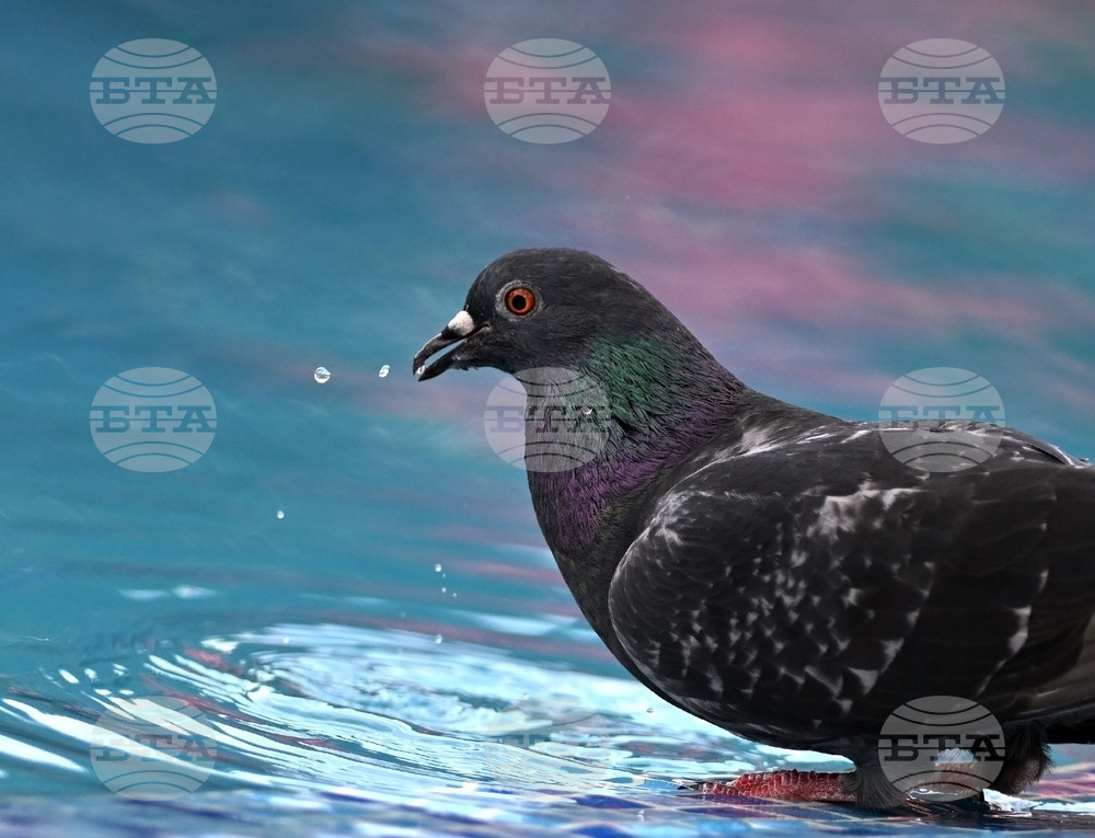 Разград - гълъби - горещ ден