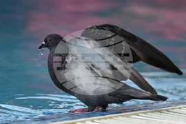 Разград - гълъби - горещ ден