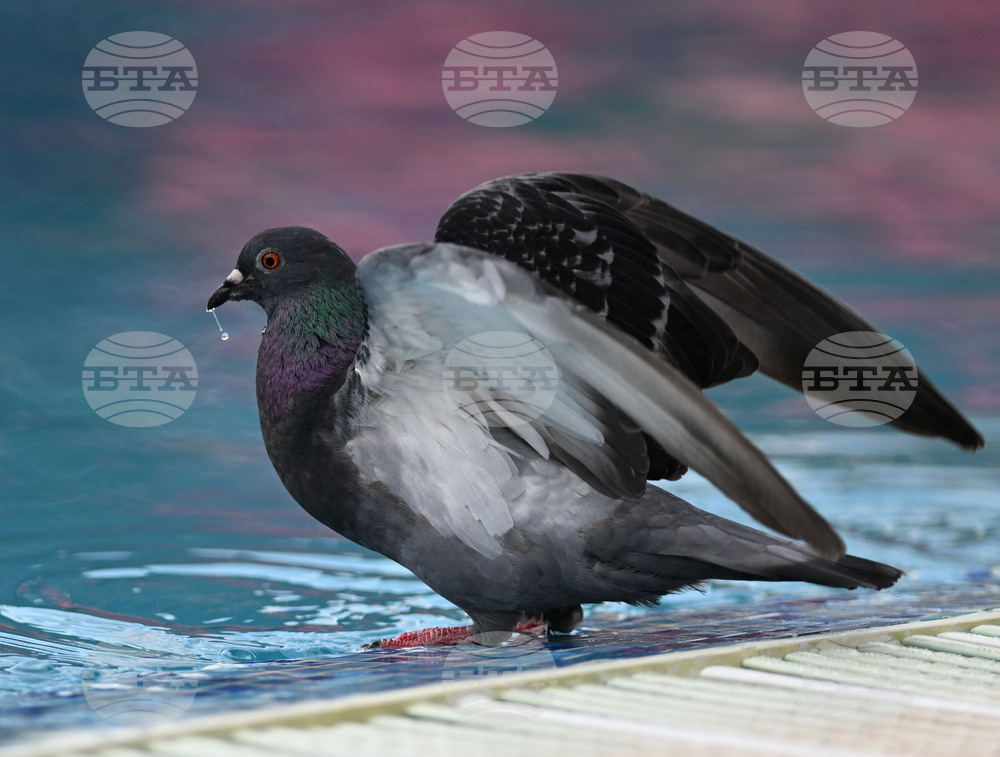 Разград - гълъби - горещ ден