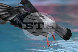 Разград - гълъби - горещ ден