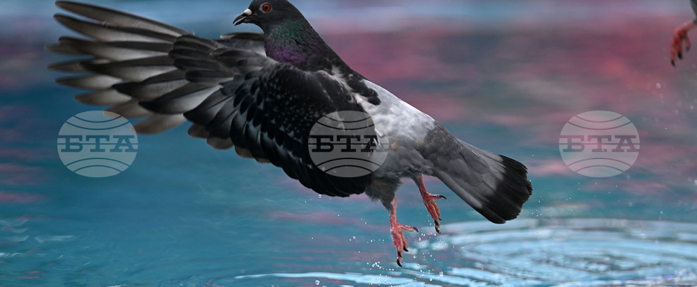 Разград - гълъби - горещ ден