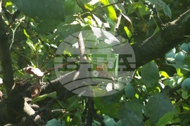 Село Дойренци - трихограма