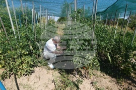 Село Дойренци - трихограма