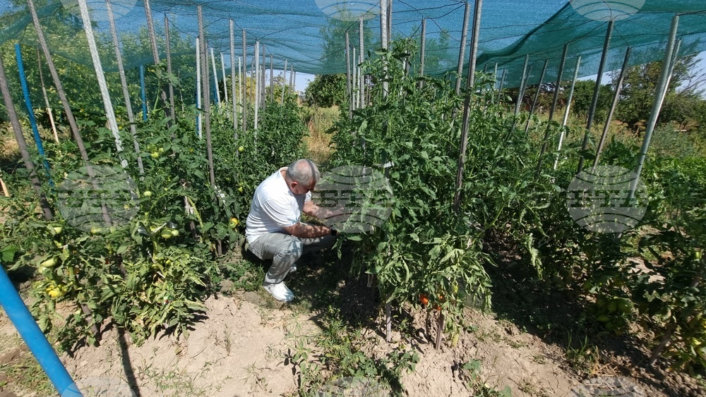 Село Дойренци - трихограма