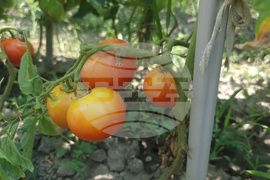 Село Дойренци - трихограма