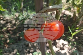 Село Дойренци - трихограма