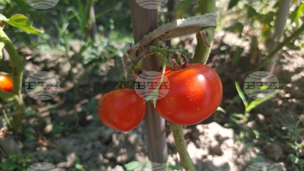 Над 81,3 млн. лева обвързана подкрепа получиха производителите на плодове и зеленчуци за Кампания 2024