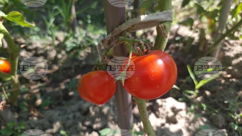 Село Дойренци - трихограма