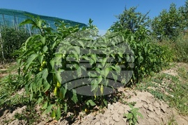 Село Дойренци - трихограма