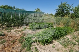 Село Дойренци - трихограма