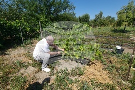 Село Дойренци - трихограма