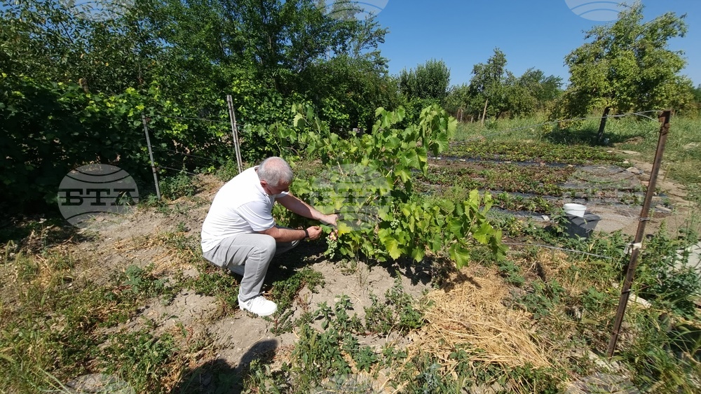 Село Дойренци - трихограма