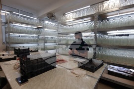 Село Дойренци - трихограма