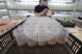 Село Дойренци - трихограма