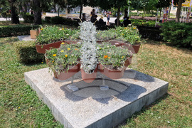 Разград - цветя - градинки