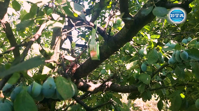 Трихограмата е естественият враг на вредителите в земеделието, осигурява истинска биозащита, заяви производител на биоагента
