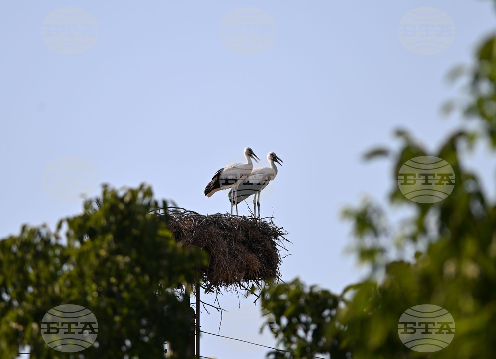 Село Божурово - щъркелови гнезда - любопитно
