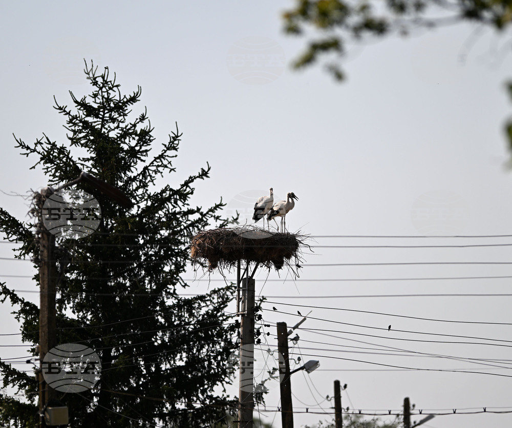 Село Божурово - щъркелови гнезда - любопитно