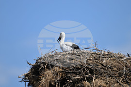 Село Божурово - щъркелови гнезда - любопитно
